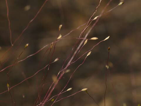 Image de Digitaria cognata (Schult.) Pilg.