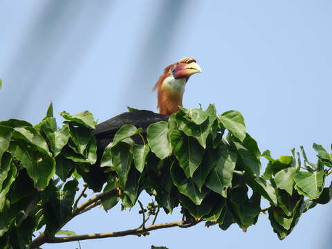 Image of Narcondam Hornbill