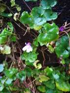 Image of Ivy-leaved Toadflax