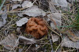 Plancia ëd Gyromitra gigas (Krombh.) Cooke 1878