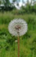 Image of Common Dandelion