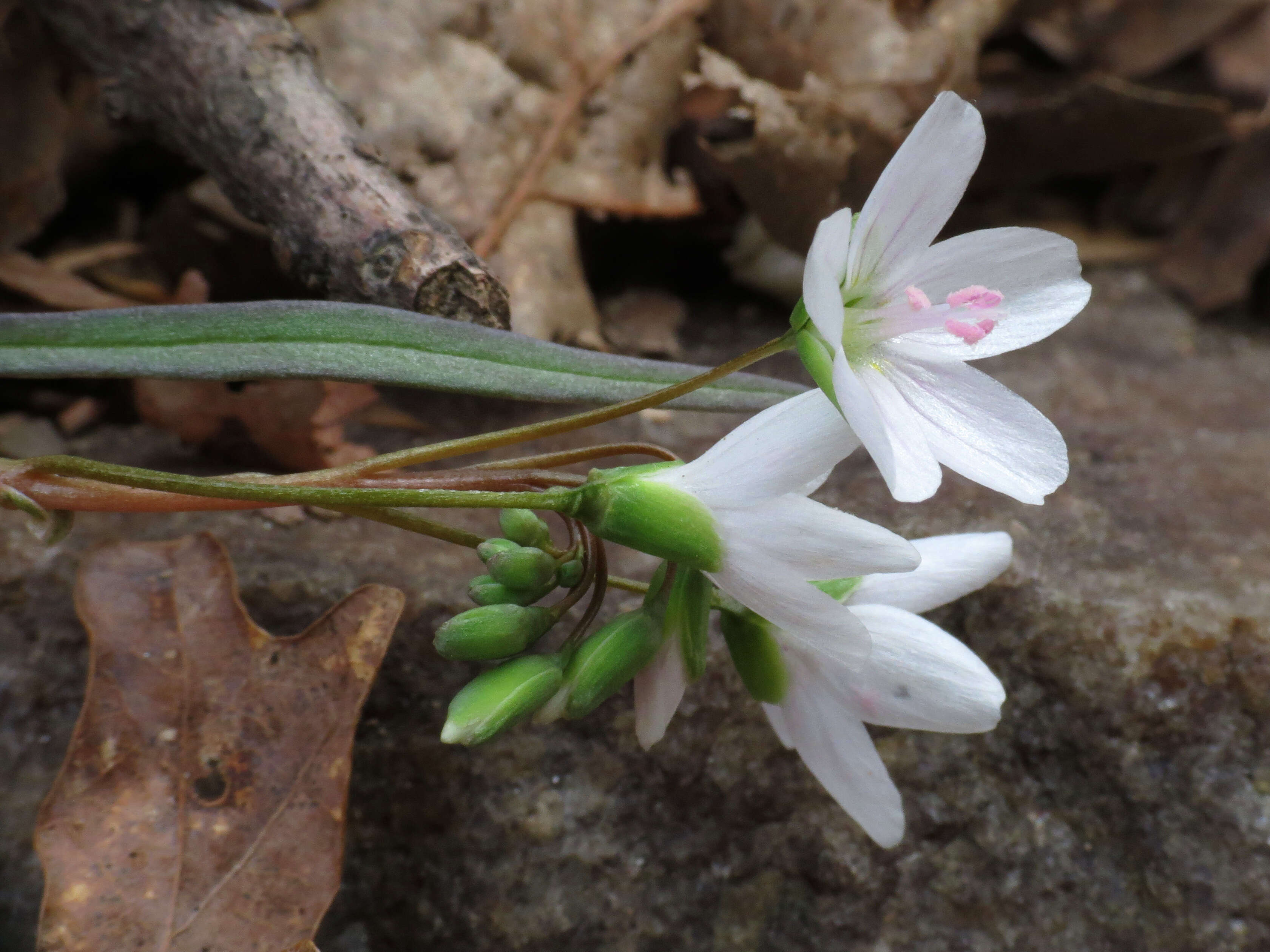 Image of Virginia springbeauty