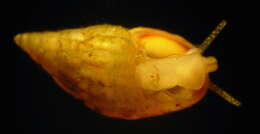 Image of Thick-lipped spire shell