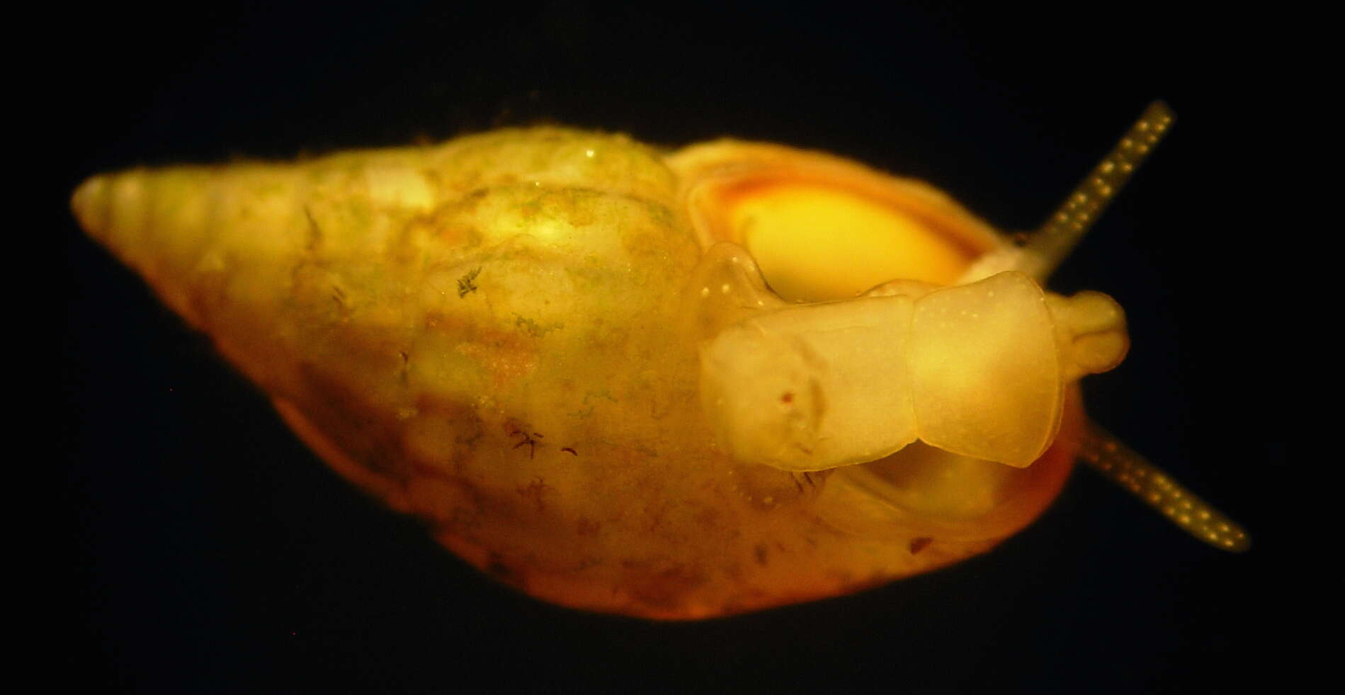 Image of Thick-lipped spire shell