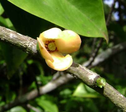 Image of Garcinia sessilis (Forst. fil.) Seem.