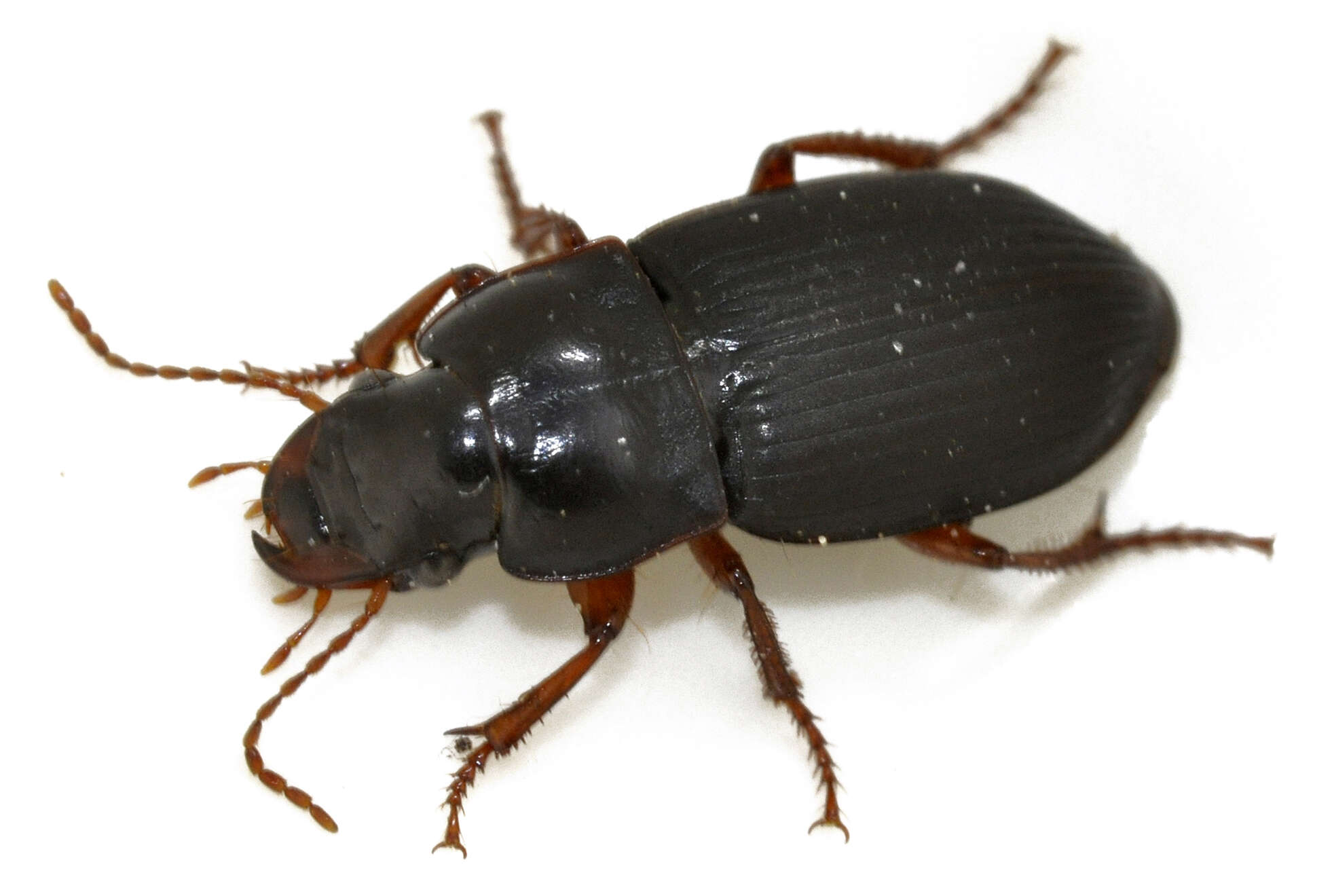 Image of Carabidae