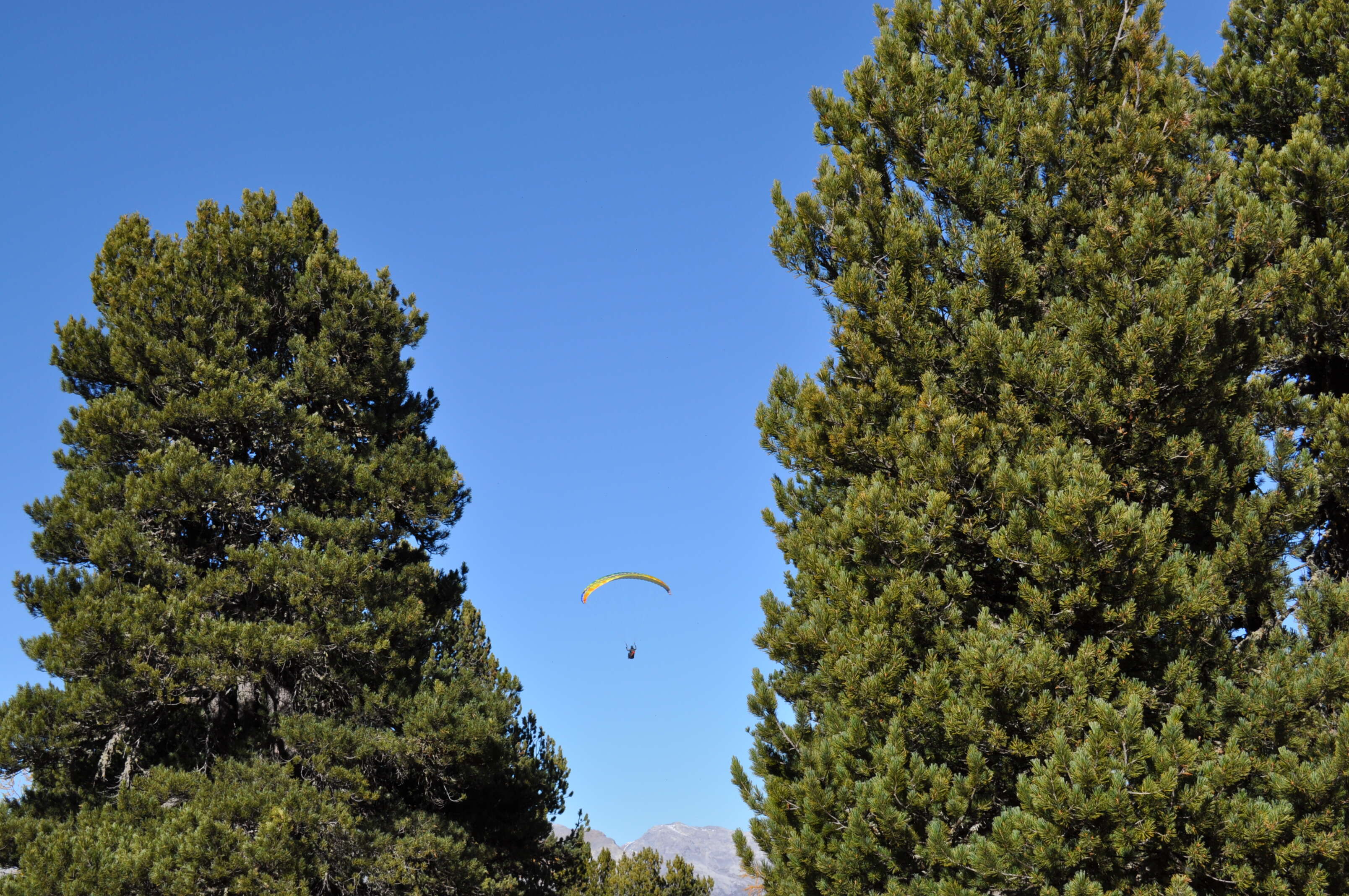 Image of Arolla Pine