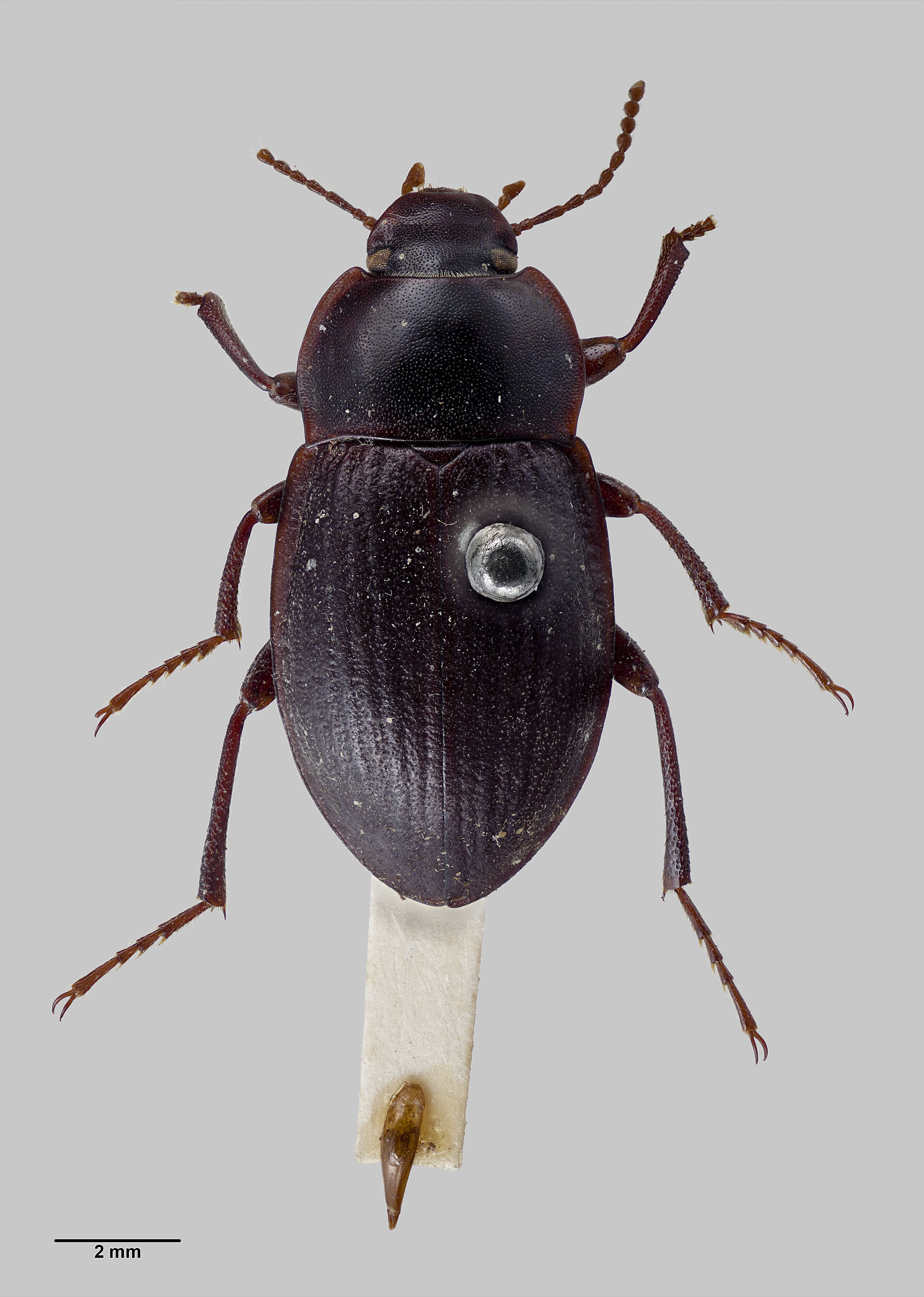 Image of Mimopeus neglectus