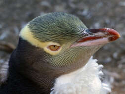 Image of Yellow-eyed Penguins