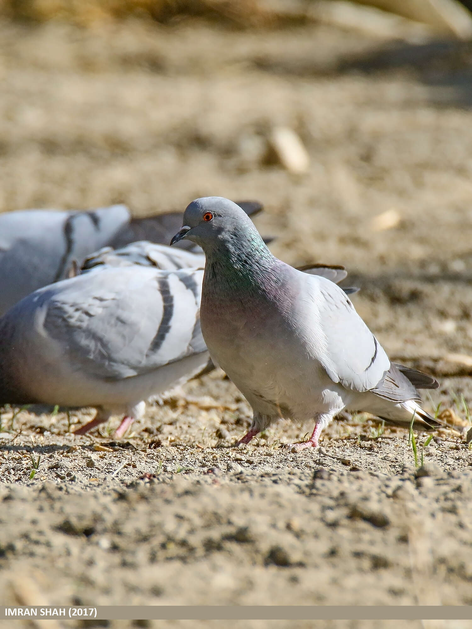 Image of Hill Pigeon