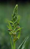 Image of Frog orchid