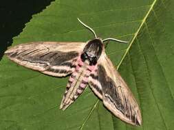 Image of privet hawk-moth