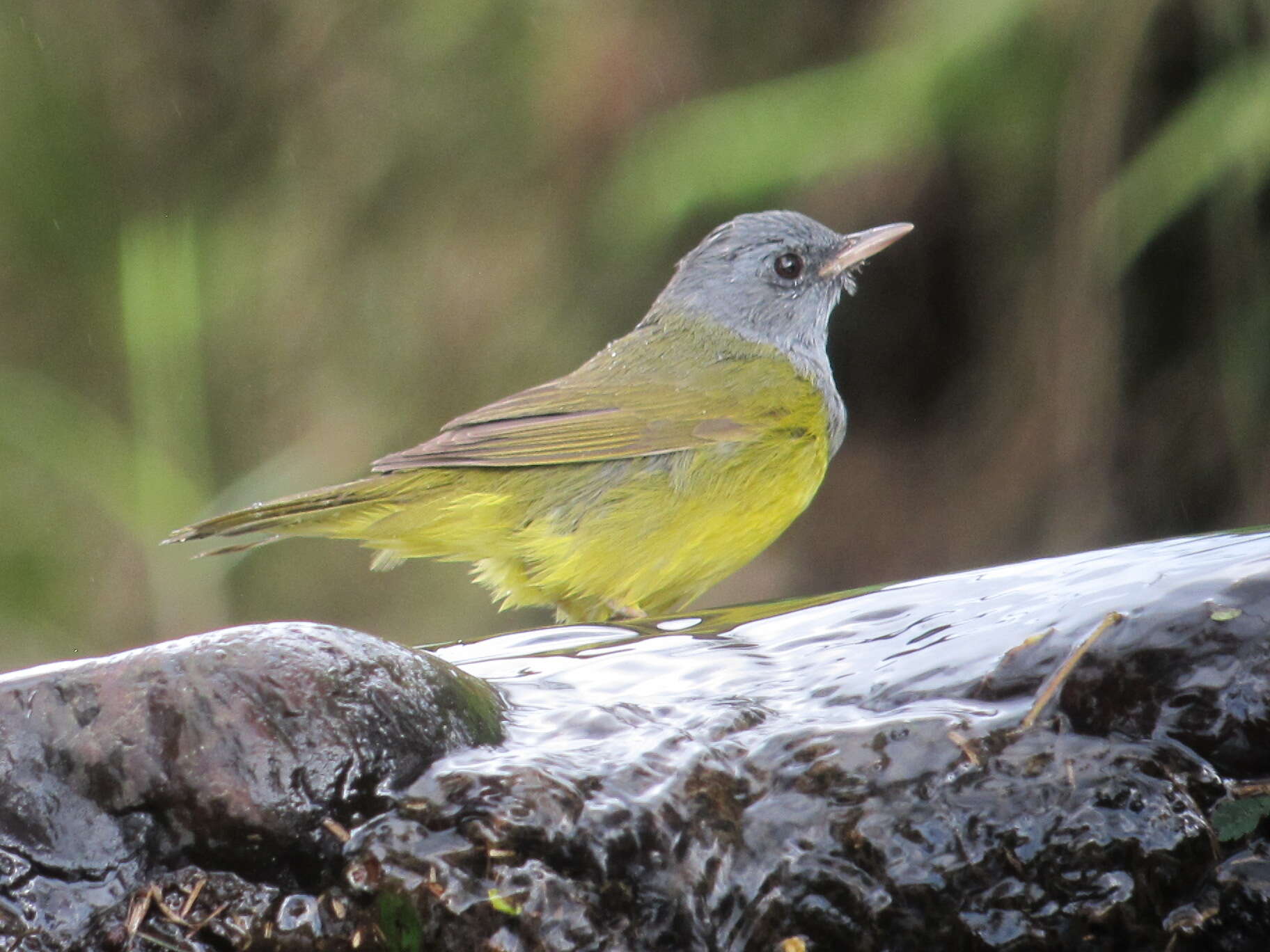 Image of Mourning Warbler