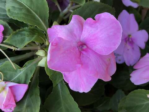 Imagem de Impatiens walleriana Hook. fil.