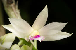 Imagem de Dendrobium amethystoglossum Rchb. fil.