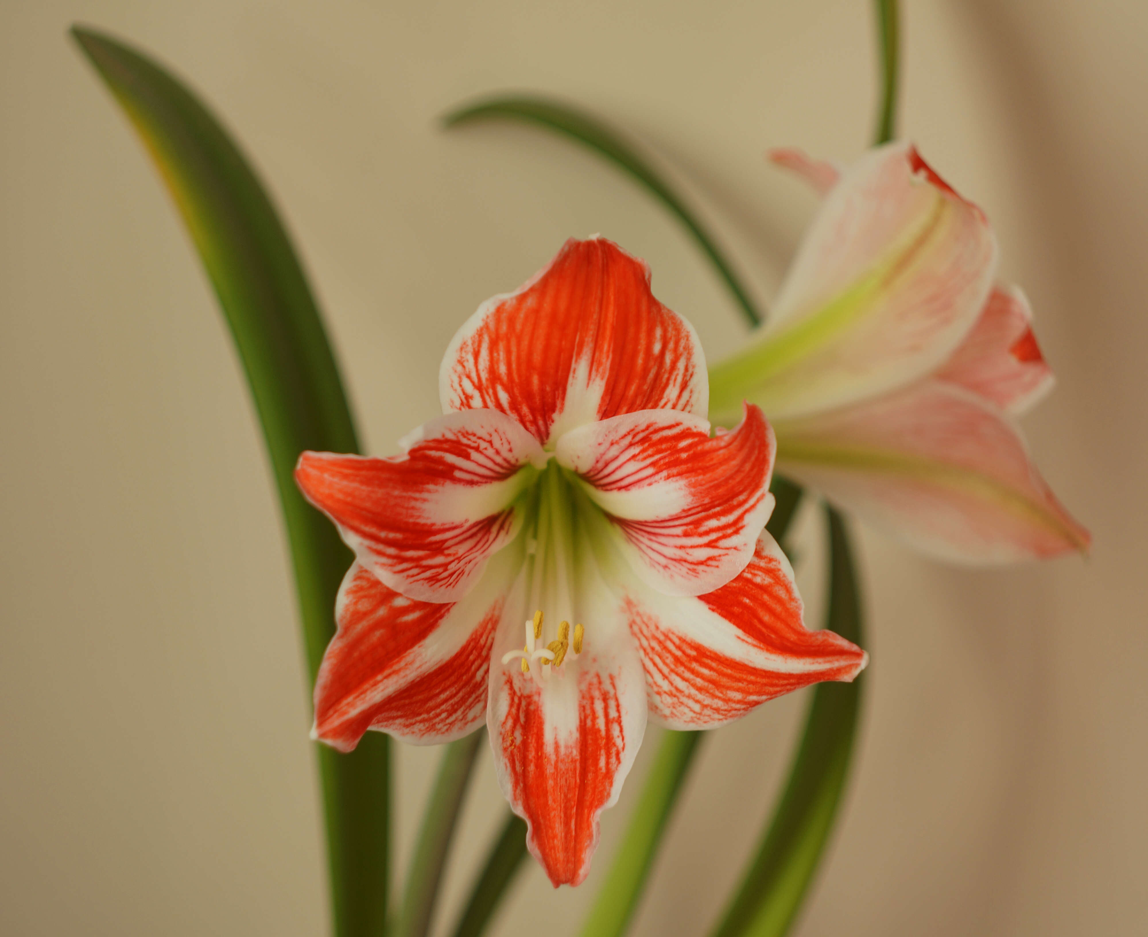 Image of striped Barbados lily