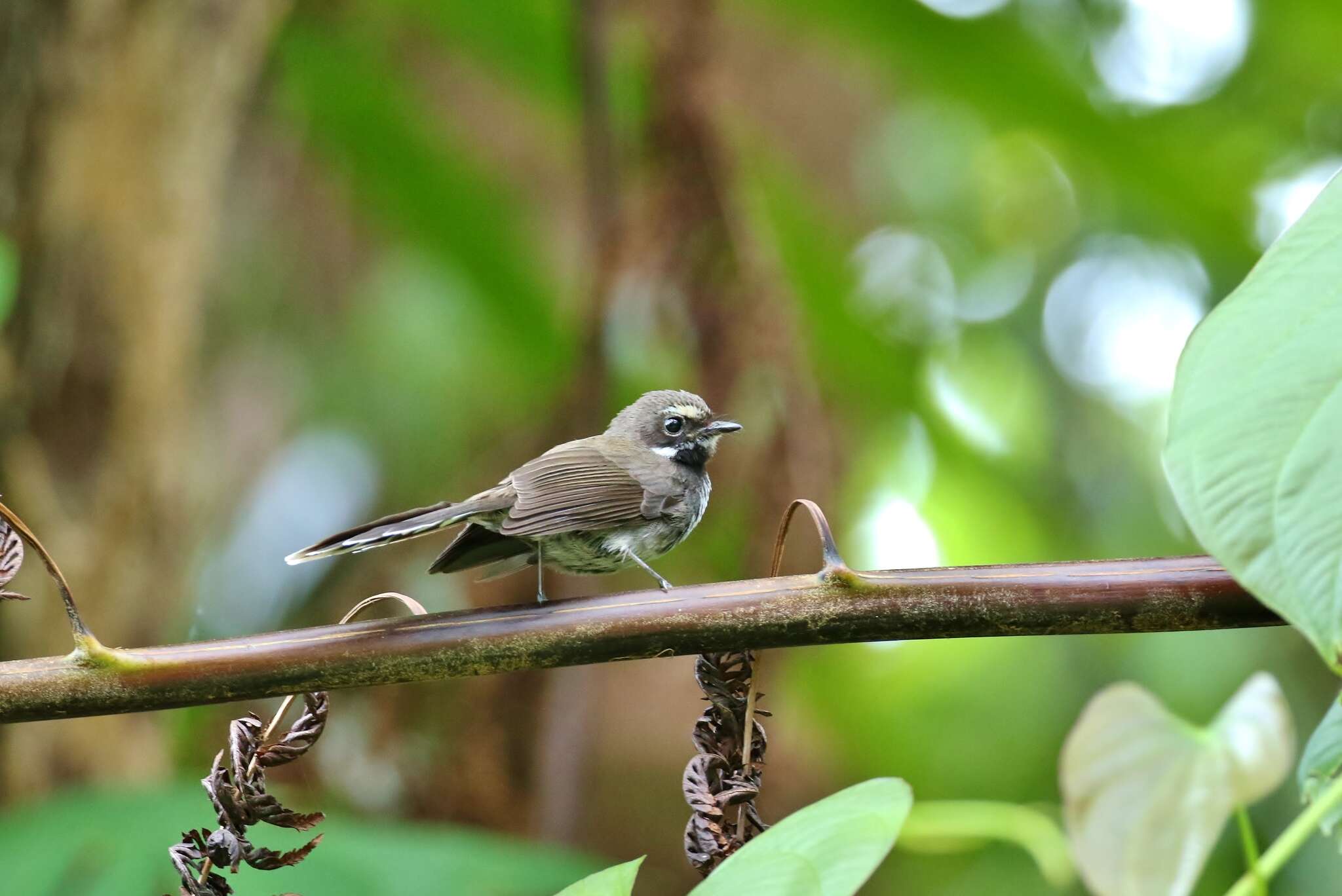 Image of Pohnpei Fantail