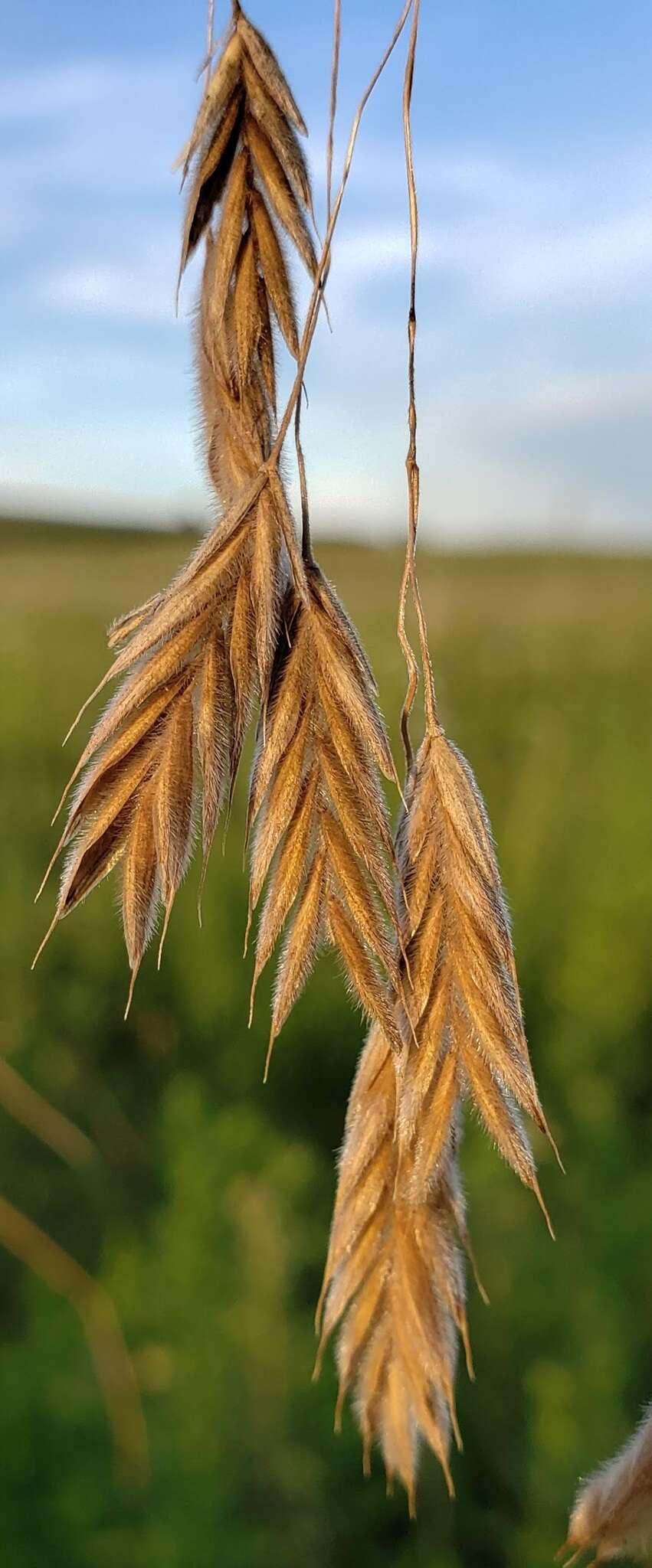 Image of arctic brome