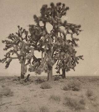 Слика од Yucca brevifolia Engelm.