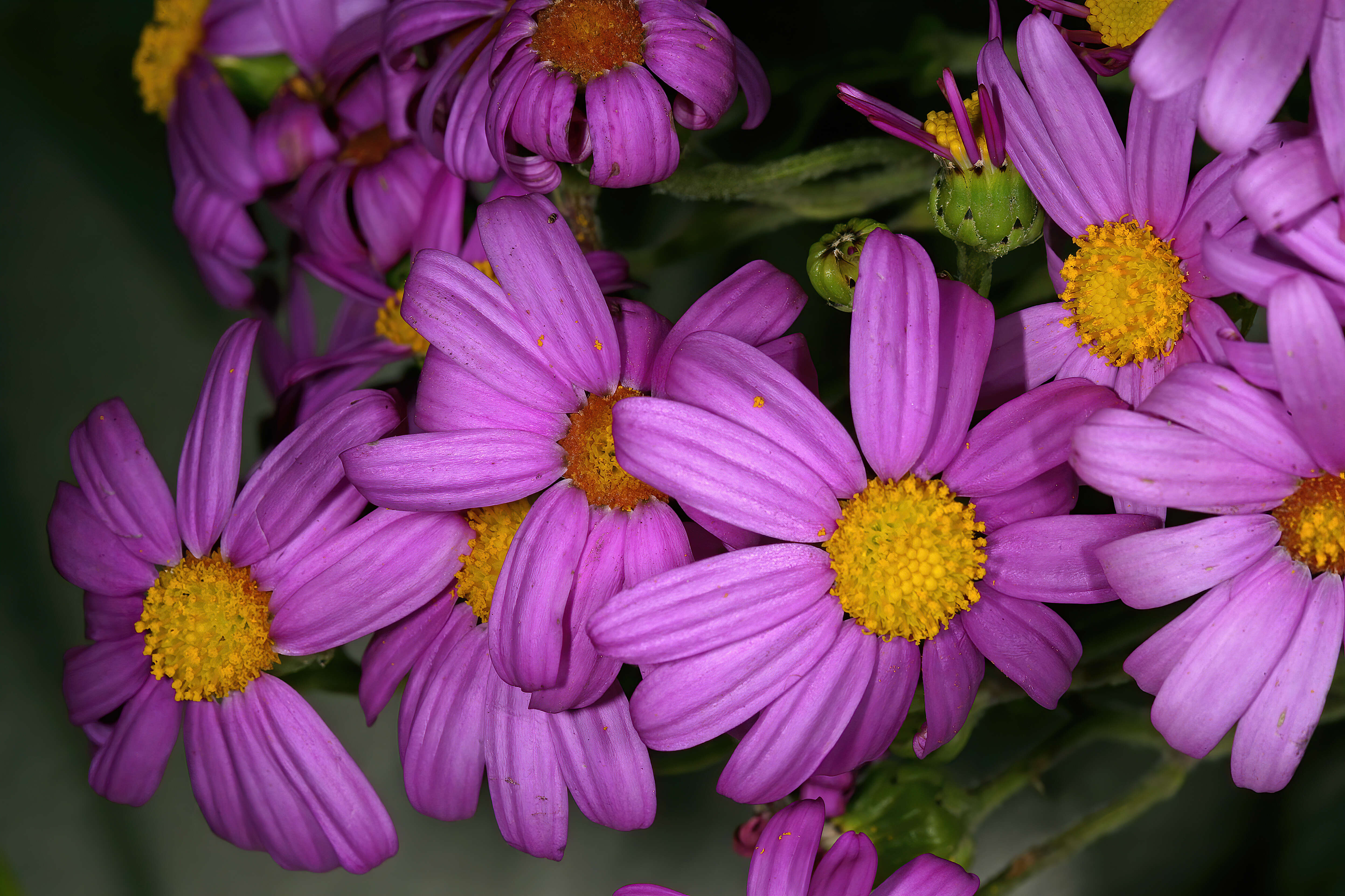 Image of redpurple ragwort