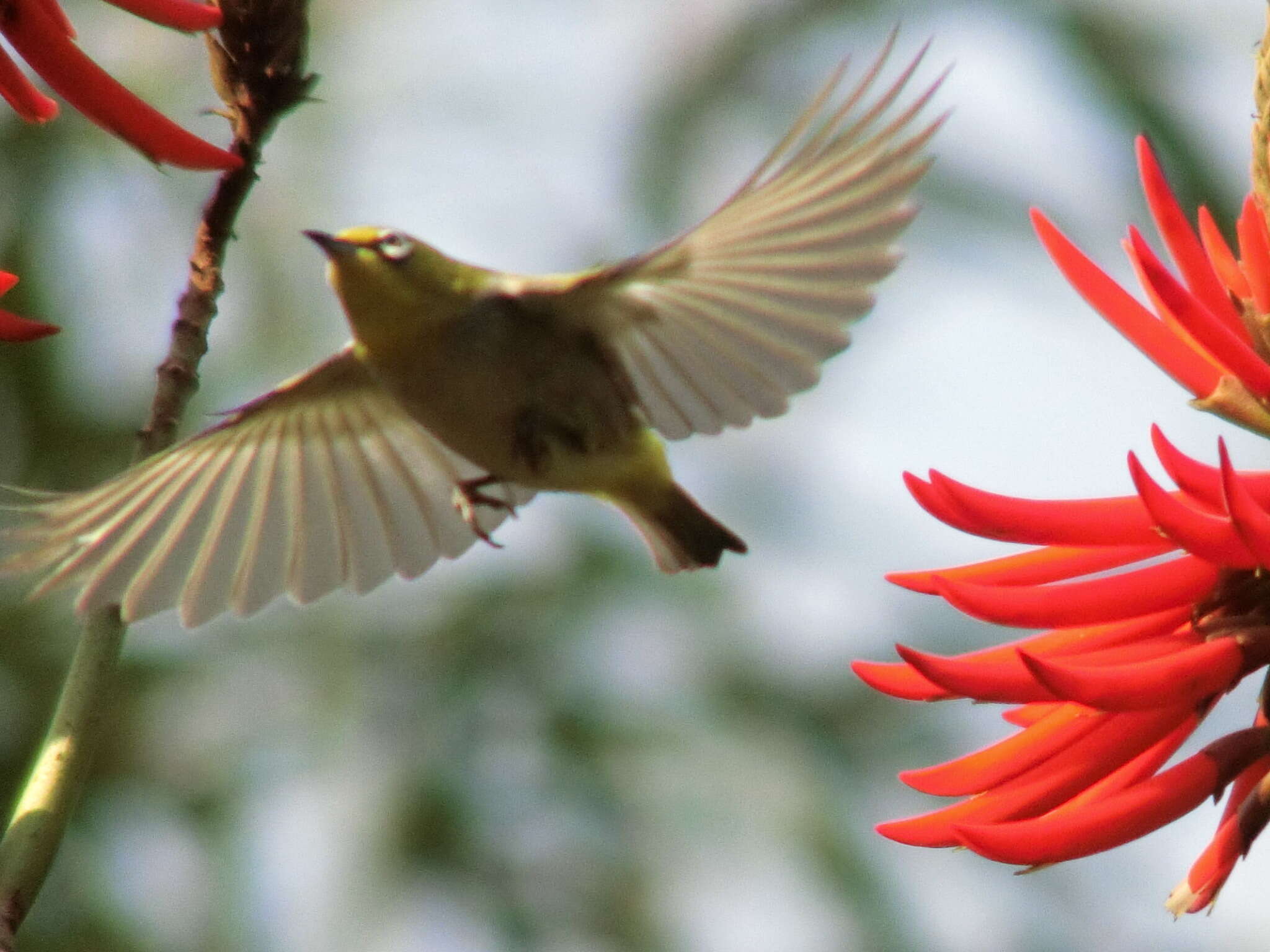 Image of Swinhoe's White-eye