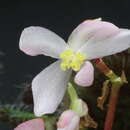 Imagem de Begonia sizemoreae Kiew