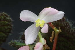 Image of Begonia sizemoreae Kiew