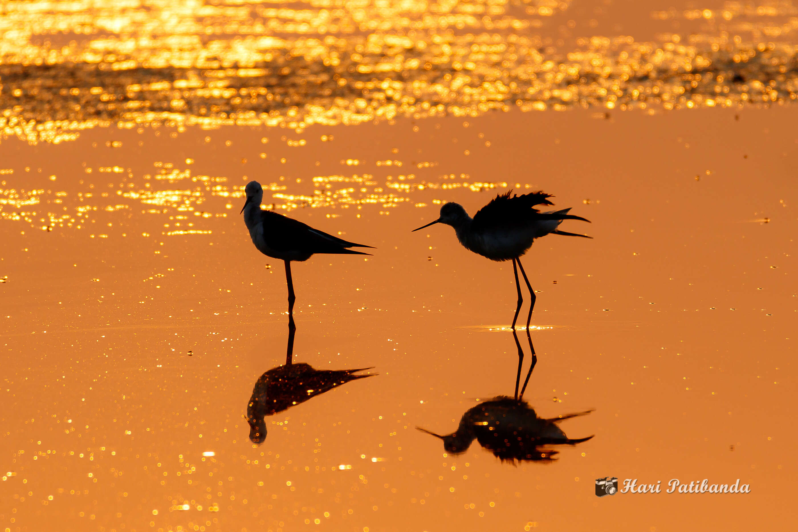 Image of Black-winged Stilt