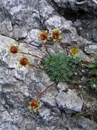 Слика од Saxifraga aretioides Lapeyr.