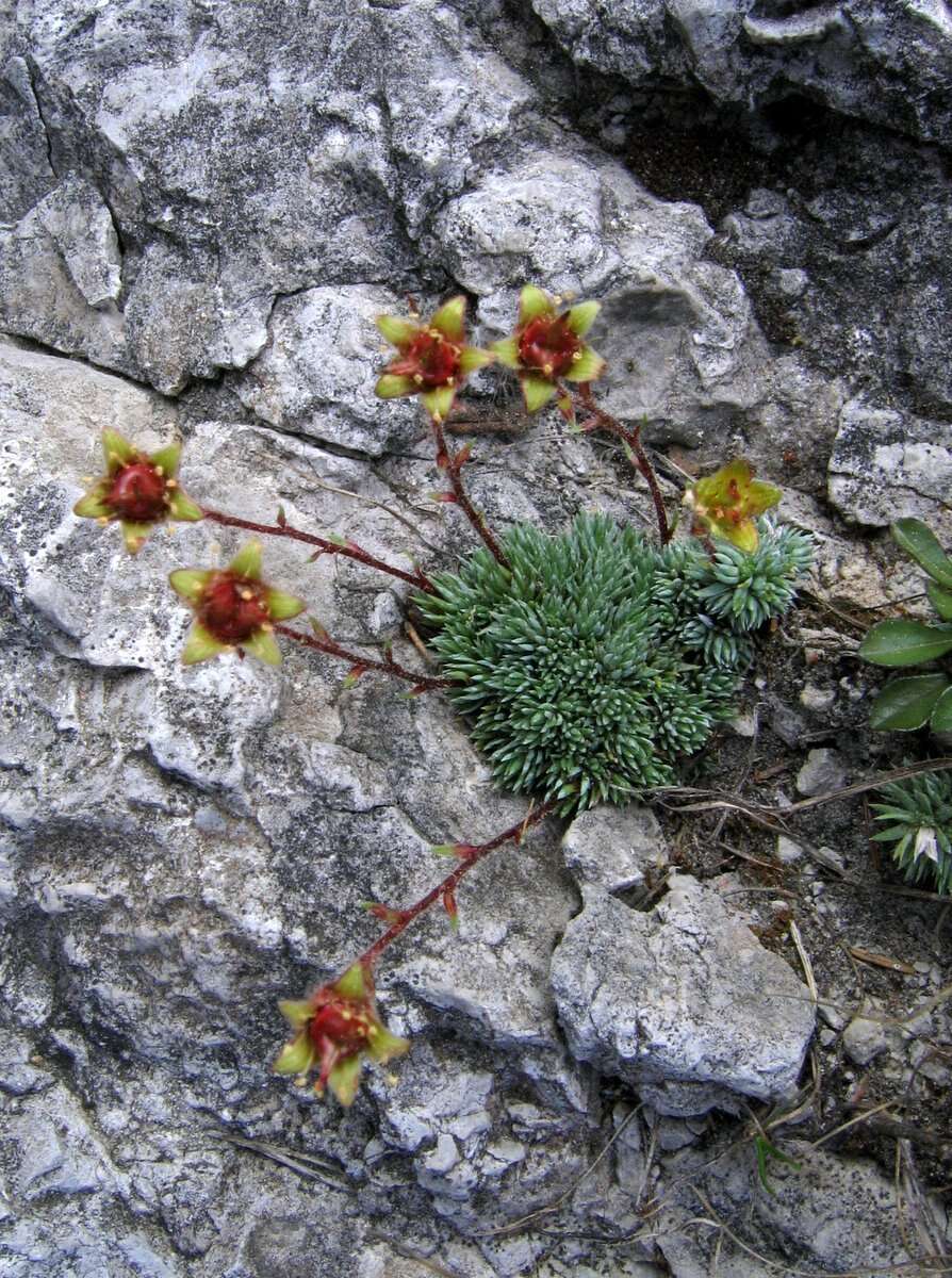 Plancia ëd Saxifraga aretioides Lapeyr.