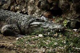 Image of Siamese Crocodile