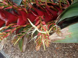 Image of Alcantarea imperialis (Carrière) Harms