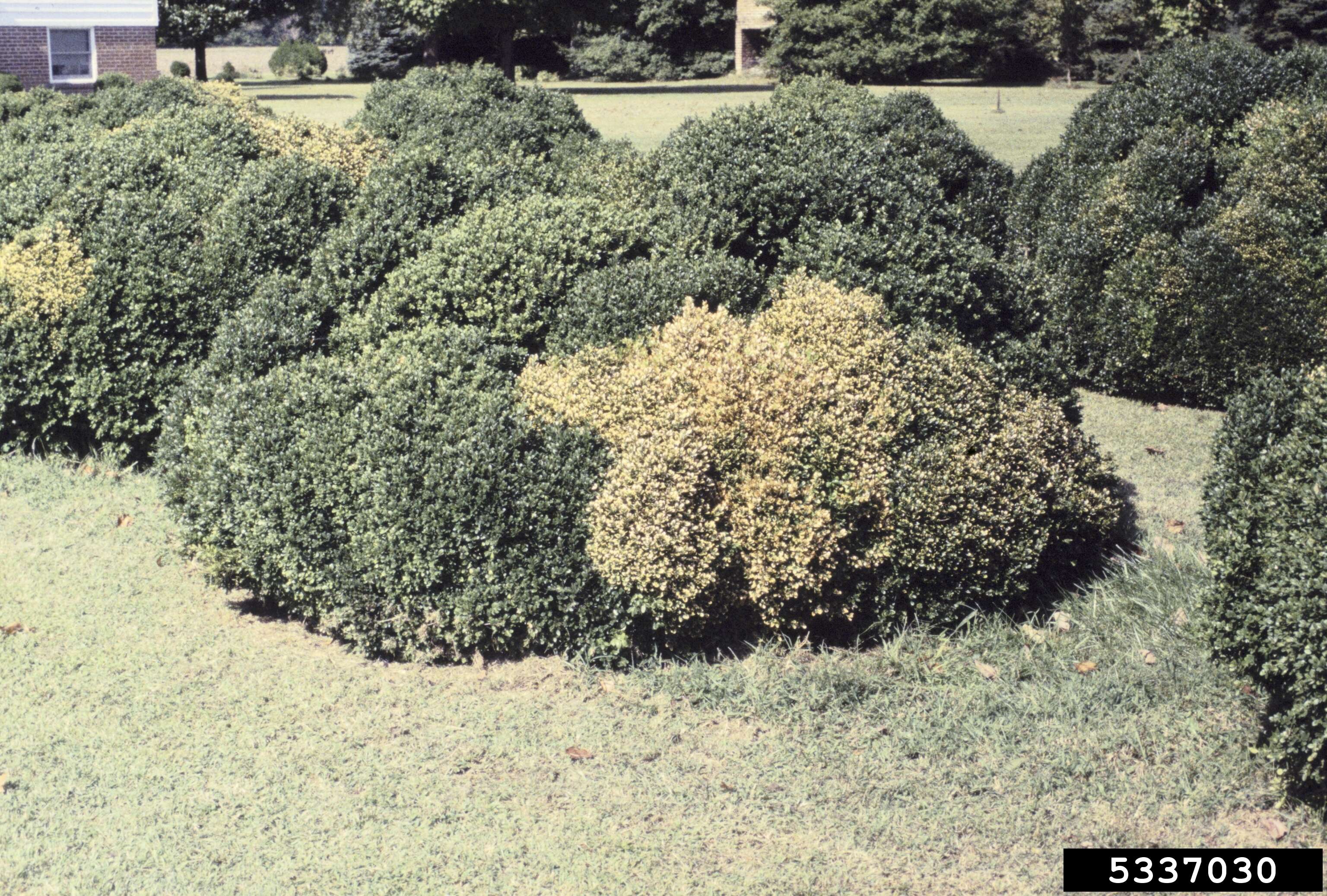 Image of Boxwoods