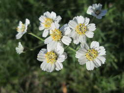 Image of Sneezeweed