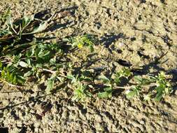 Image of Bushy Cinquefoil