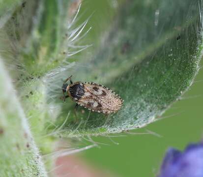 Image of Lace bug