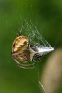 Image of Arabesque Orbweaver