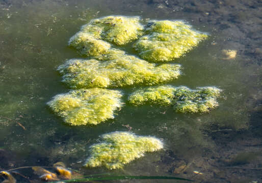 Image of Brown algae