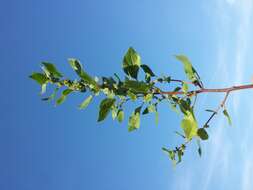 Image of pellitory-of-the-wall