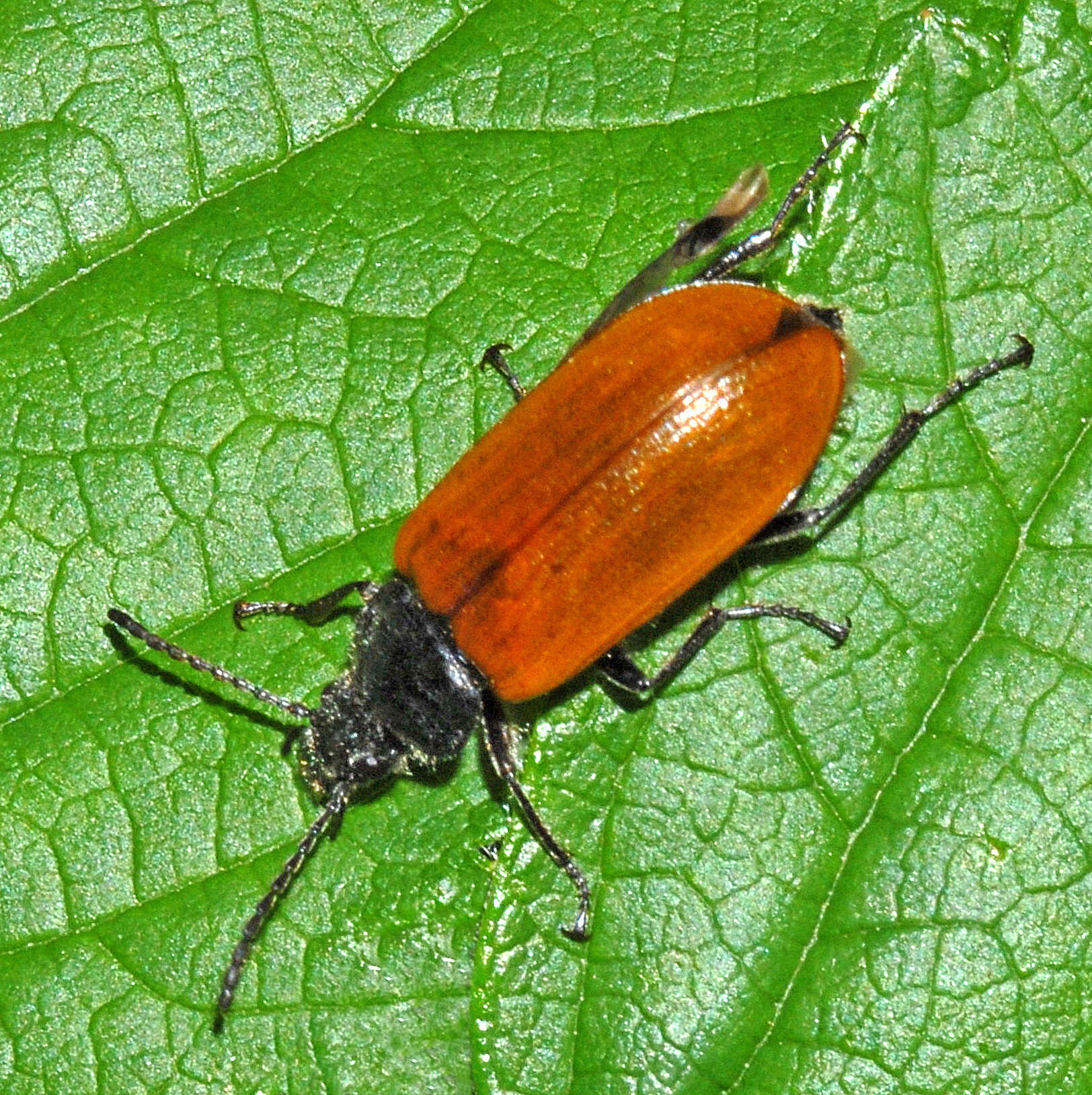 Слика од Omophlus lepturoides