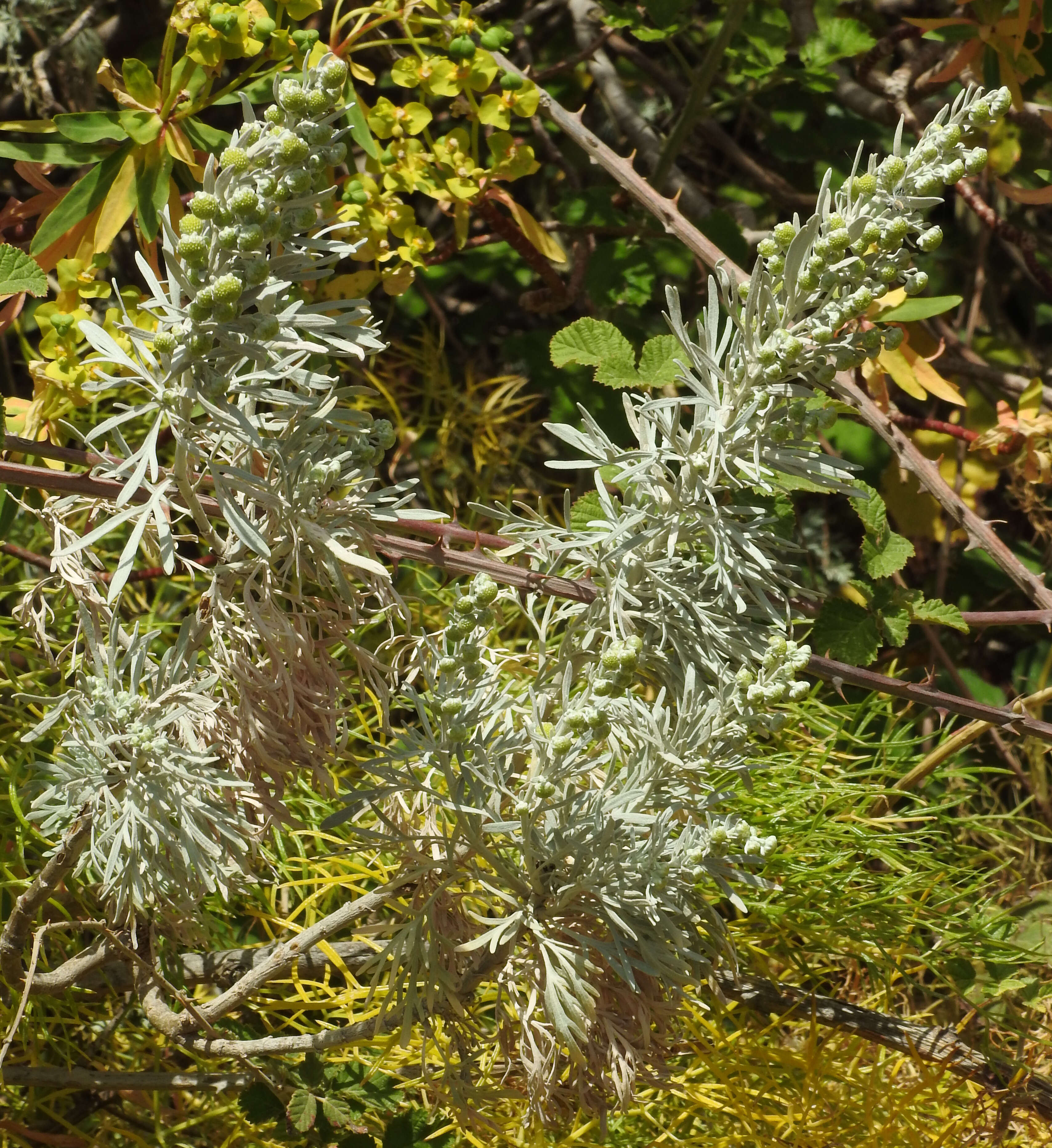 Image of Artemisia arborescens L.