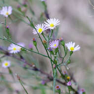 Image of Lawn American-Aster