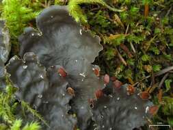 Image of Flat-fruited pelt;   Horizontal felt lichen