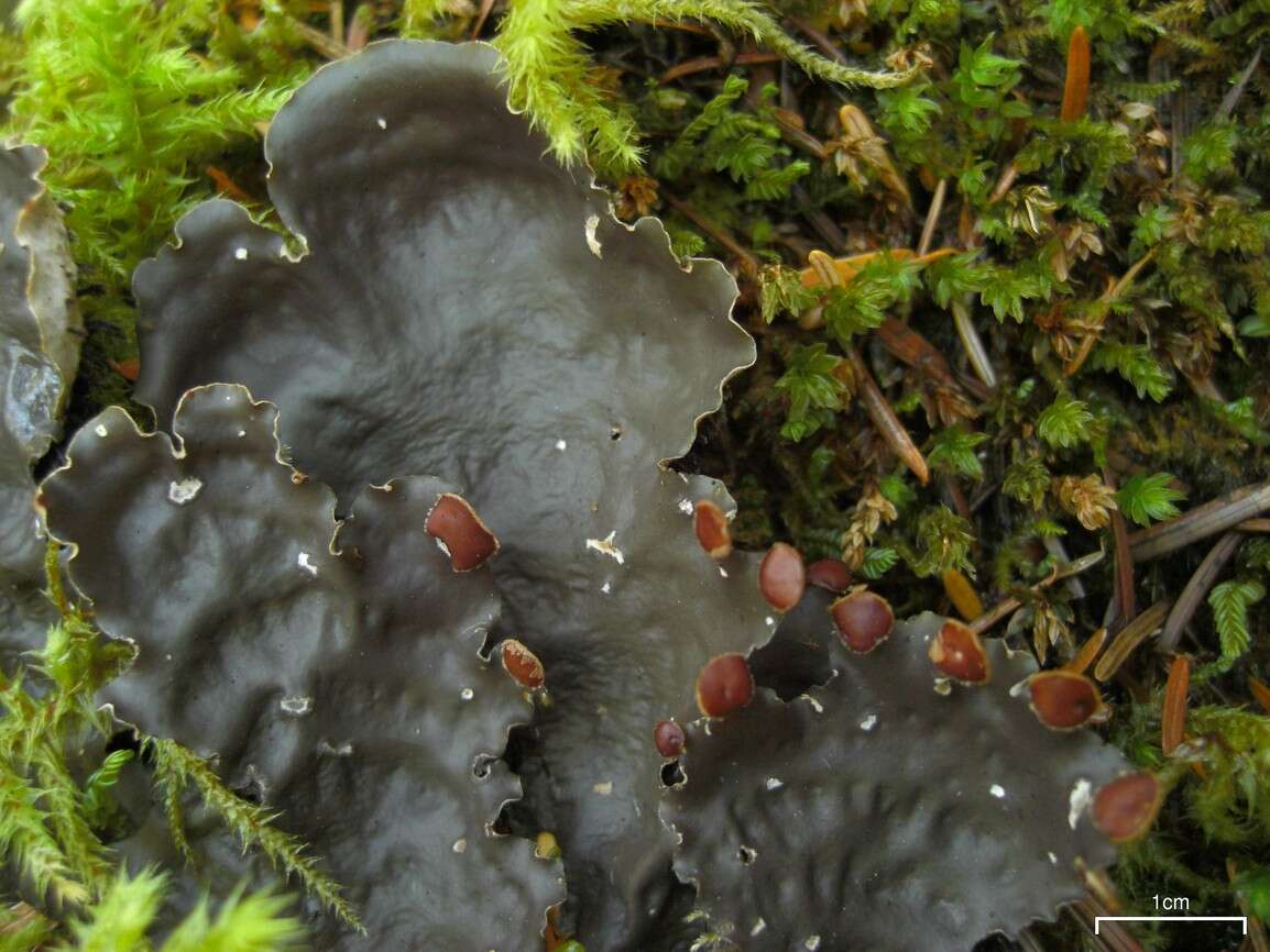 Image of Flat-fruited pelt;   Horizontal felt lichen
