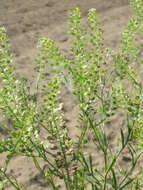 Image of Virginia pepperweed