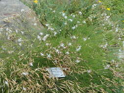 Image of Dianthus petraeus Waldst. & Kit.