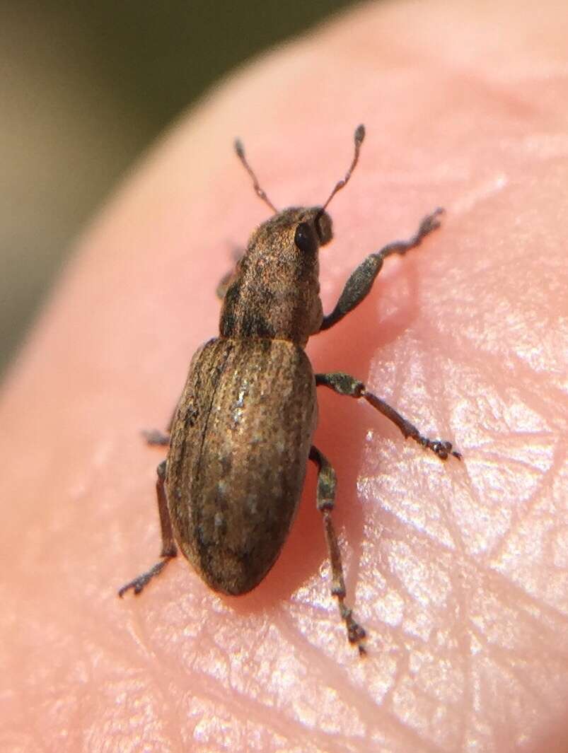 Image of Clover Root Weevil