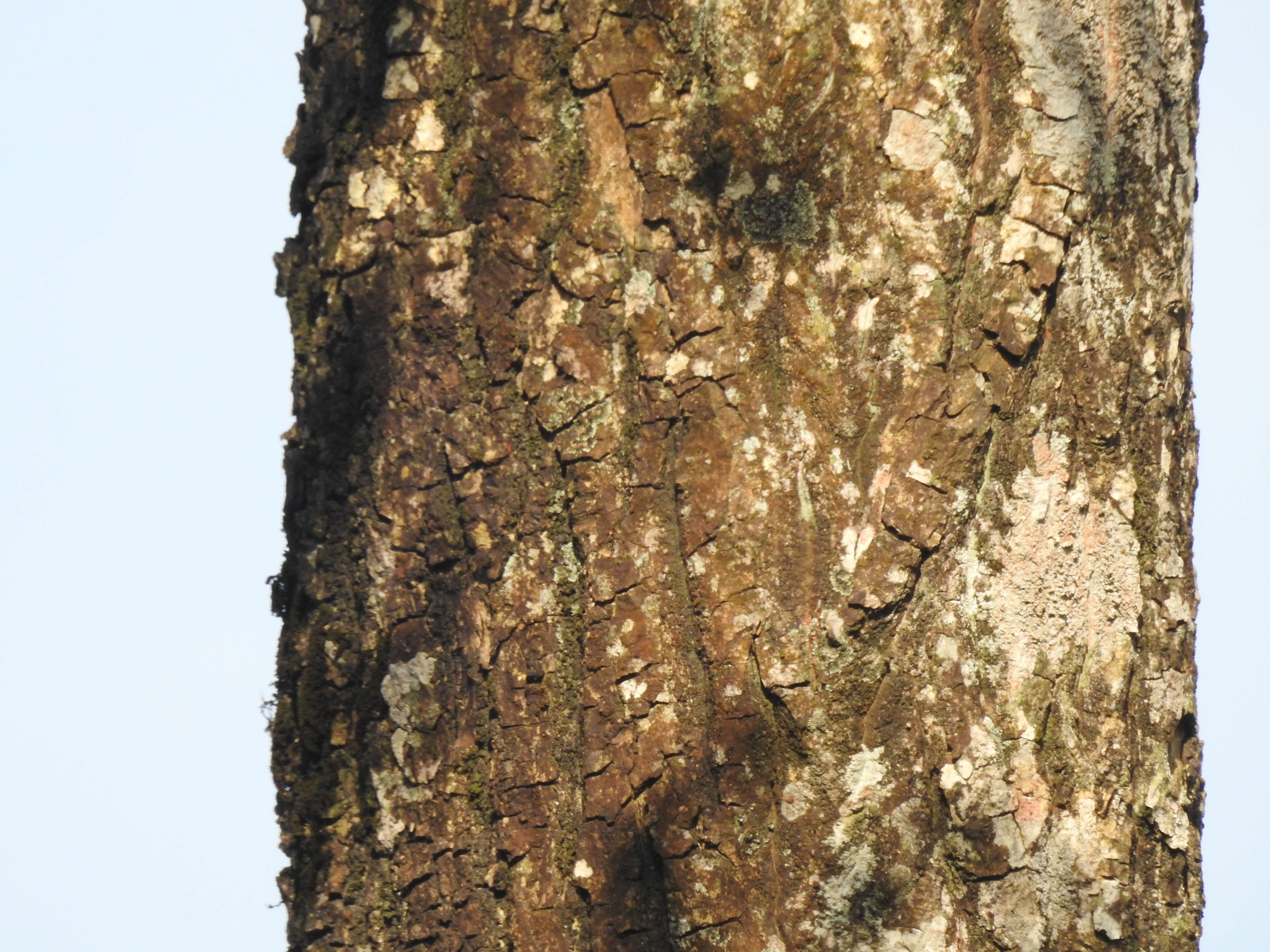 Image de Calophyllum austroindicum Kosterm. ex P. F. Stevens