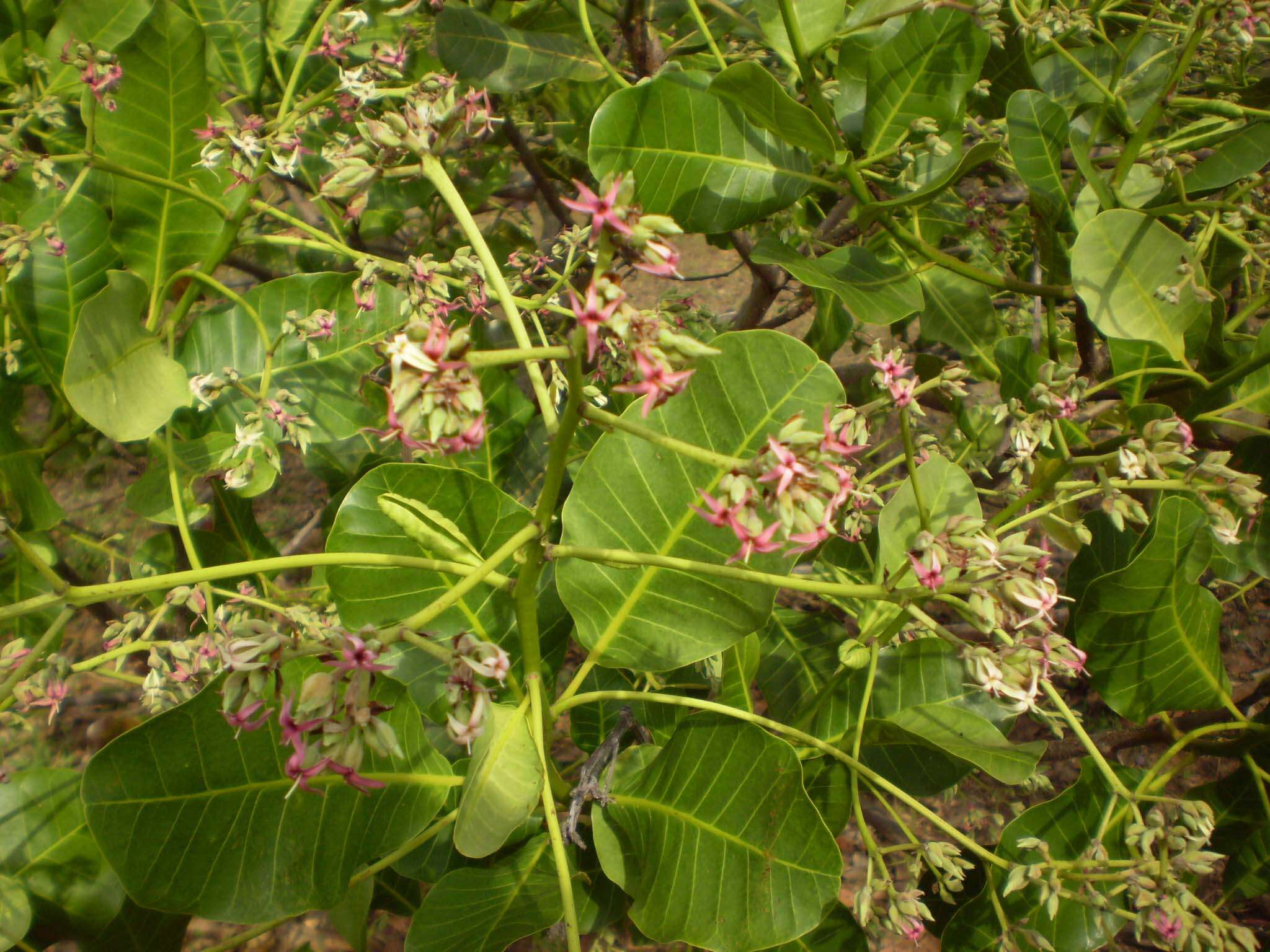 Image of cashew