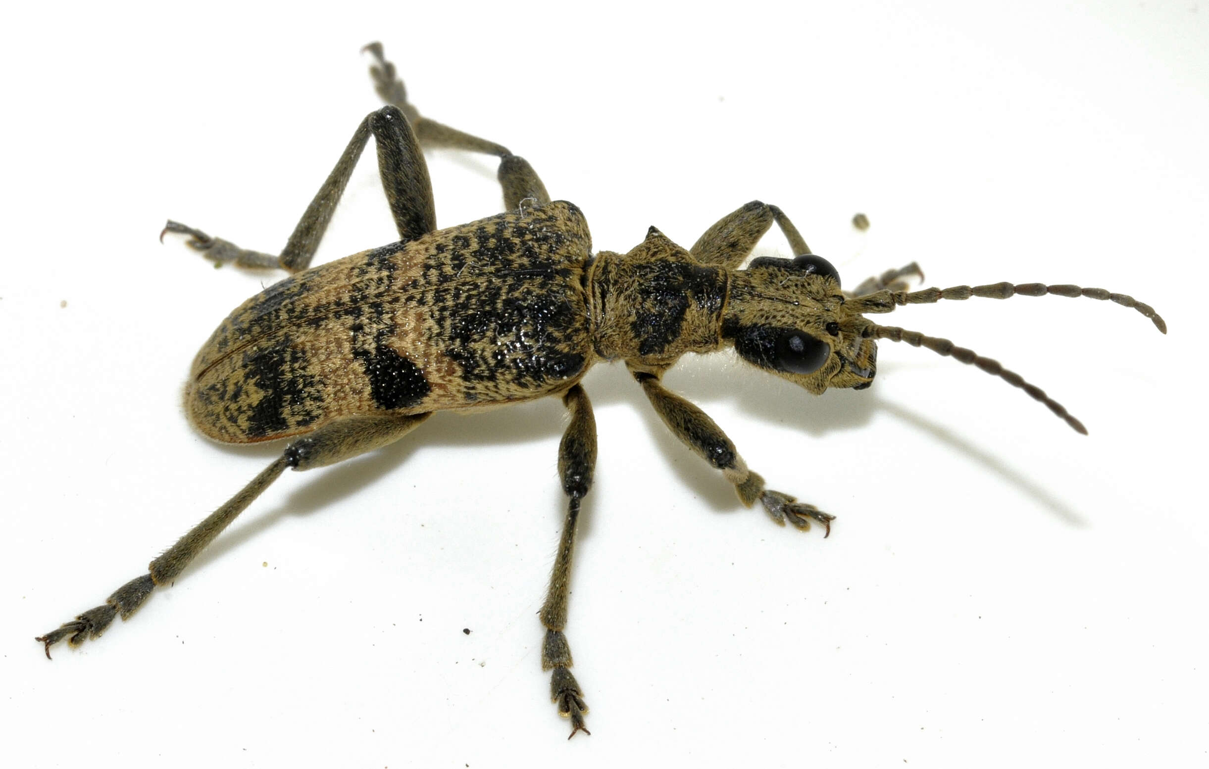 Image of Blackspotted Pliers Support Beetle